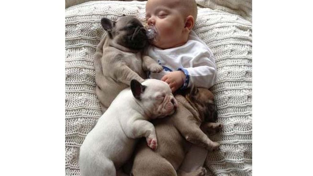 Compañeros para todo