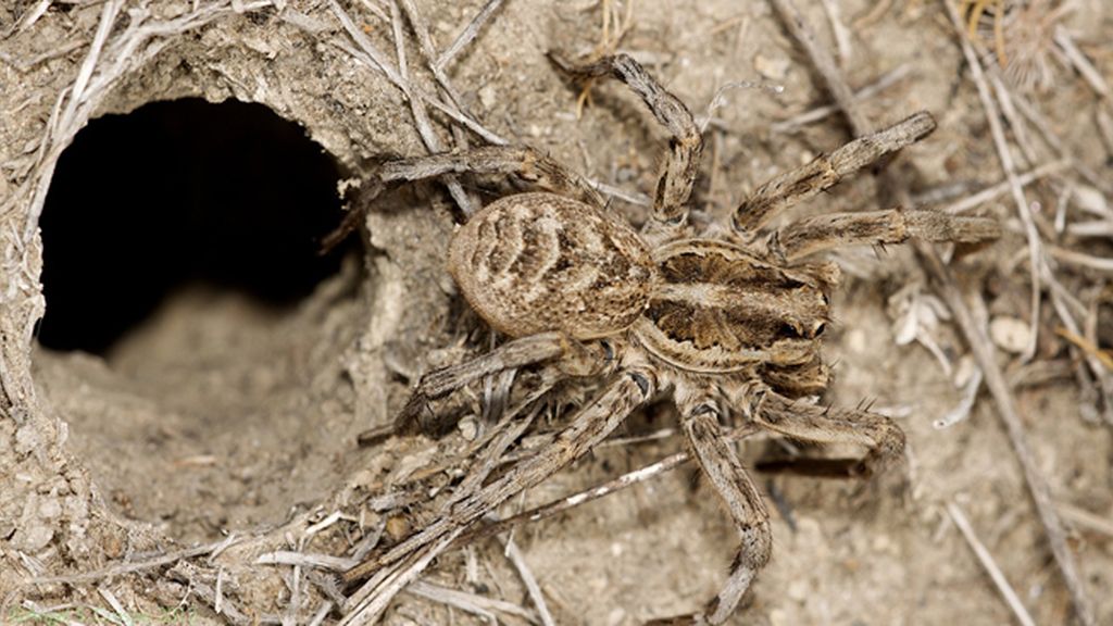 Las 10 picaduras más dolorosas 'made in Spain'