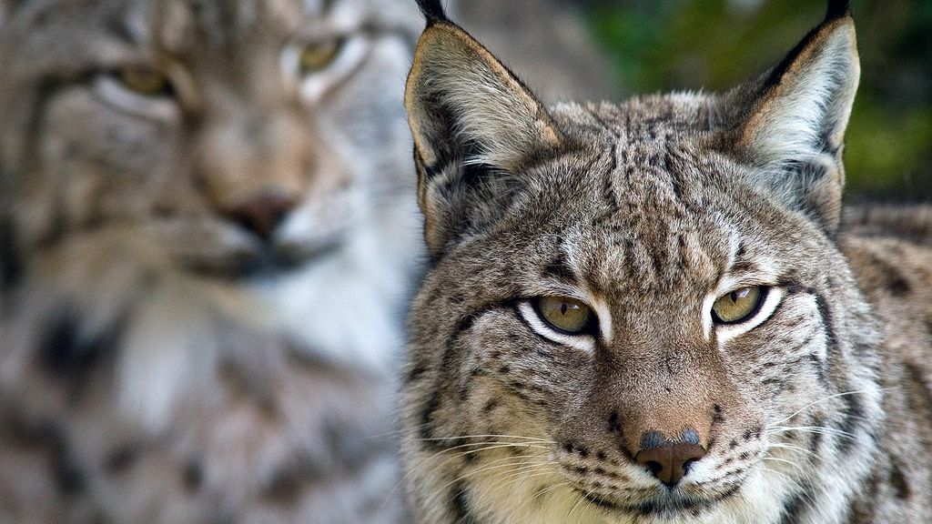 Lince