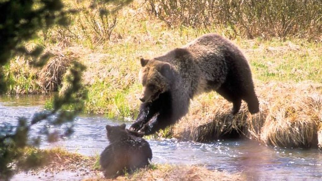 Mamá osa enseña a sus hijos a sobrevivir