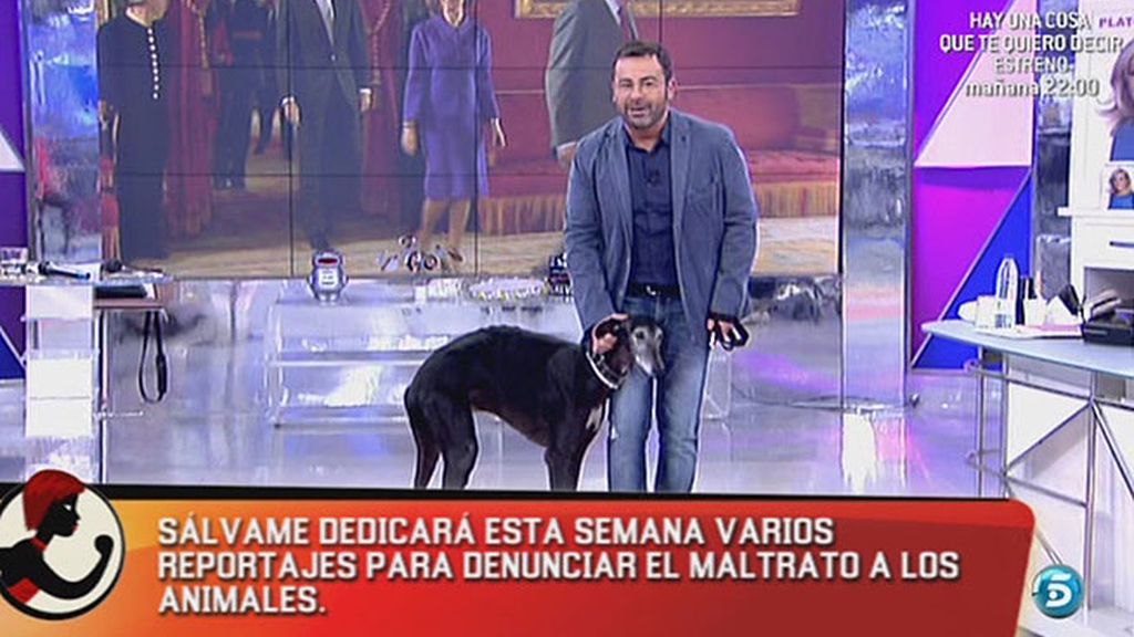 Sálvame denuncia el maltrato a los animales