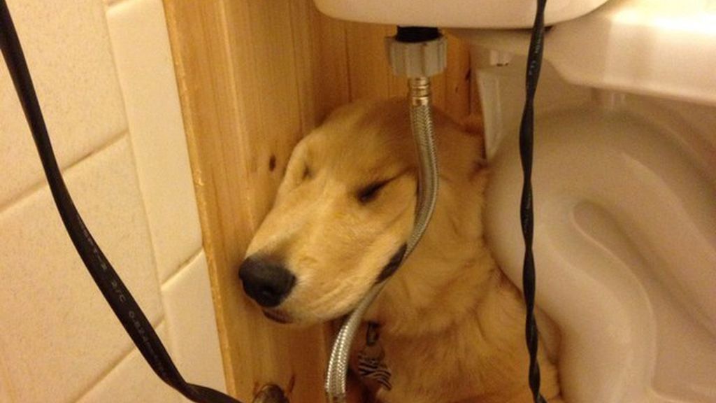 Las ocurrencias de estos animales no tienen límites