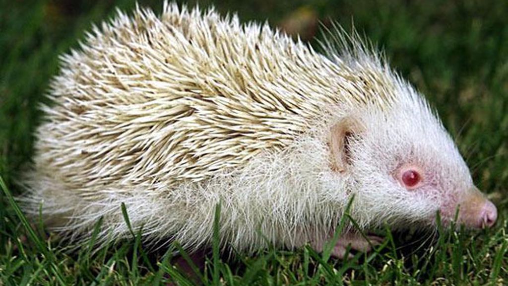 El albinismo en el mundo animal