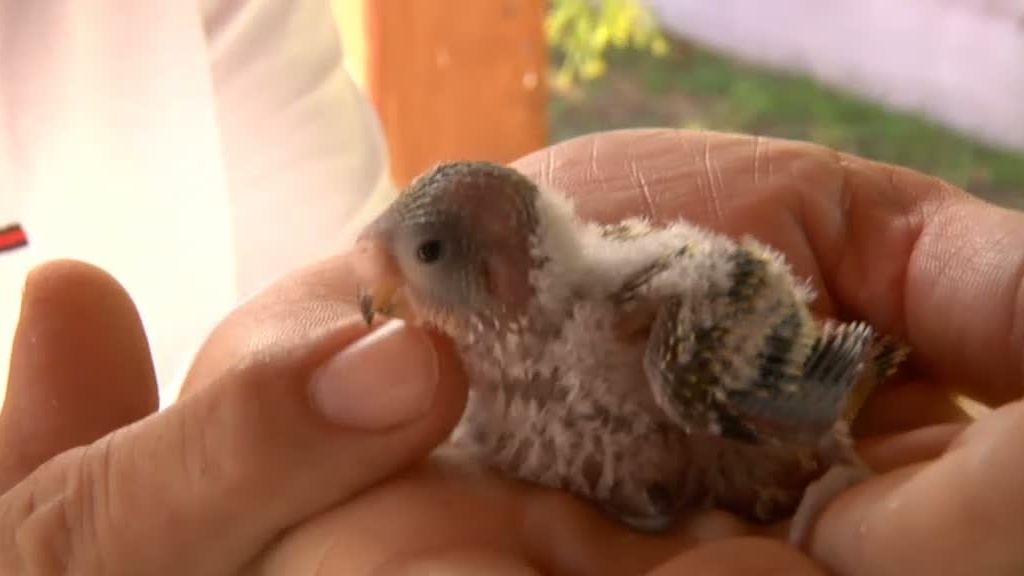 La cabra montesa y el buitre leonado despiden 'La selva en casa'