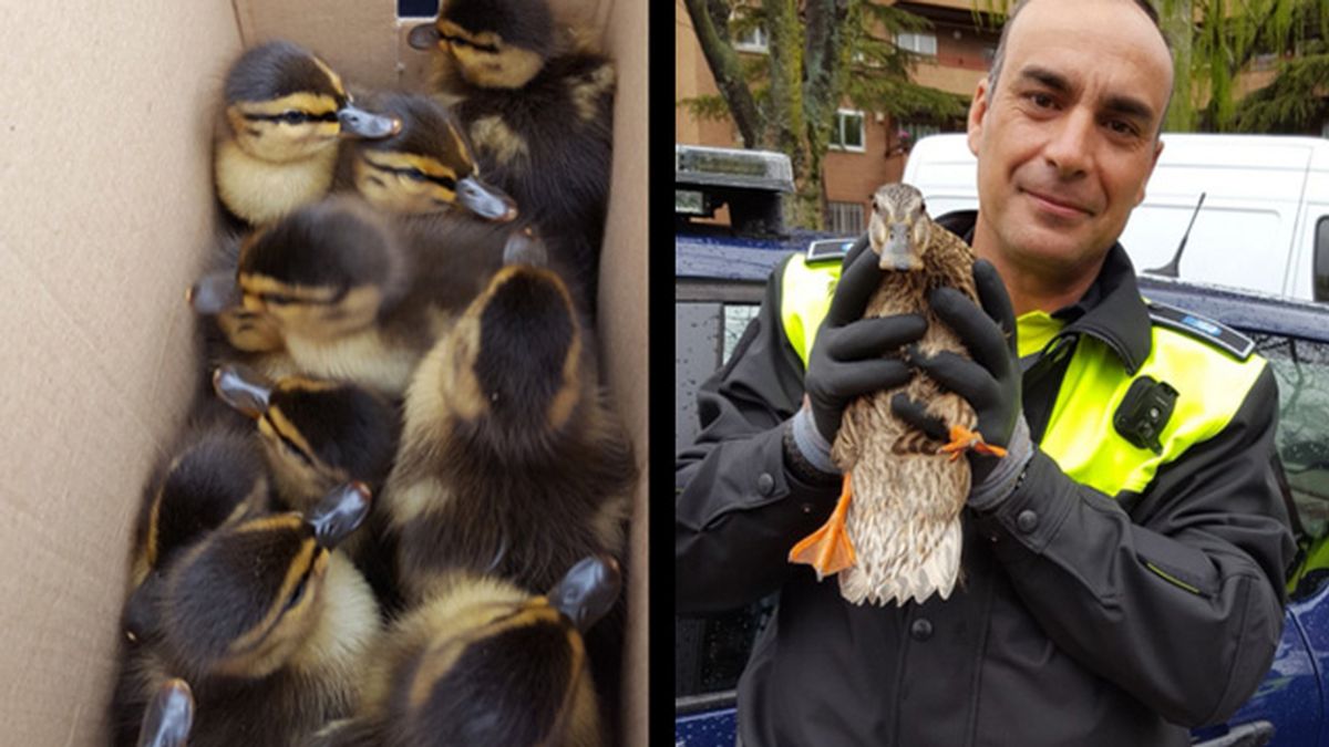 Rescate de una familia de patos a manos de la Policía Municipal de Madrid