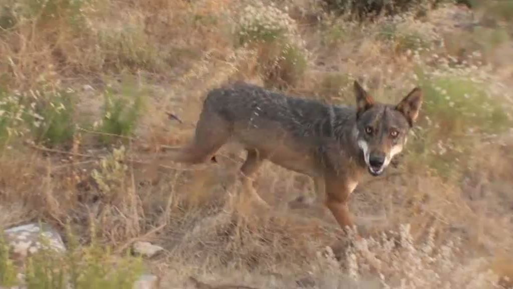 La selva en casa, Programa 4