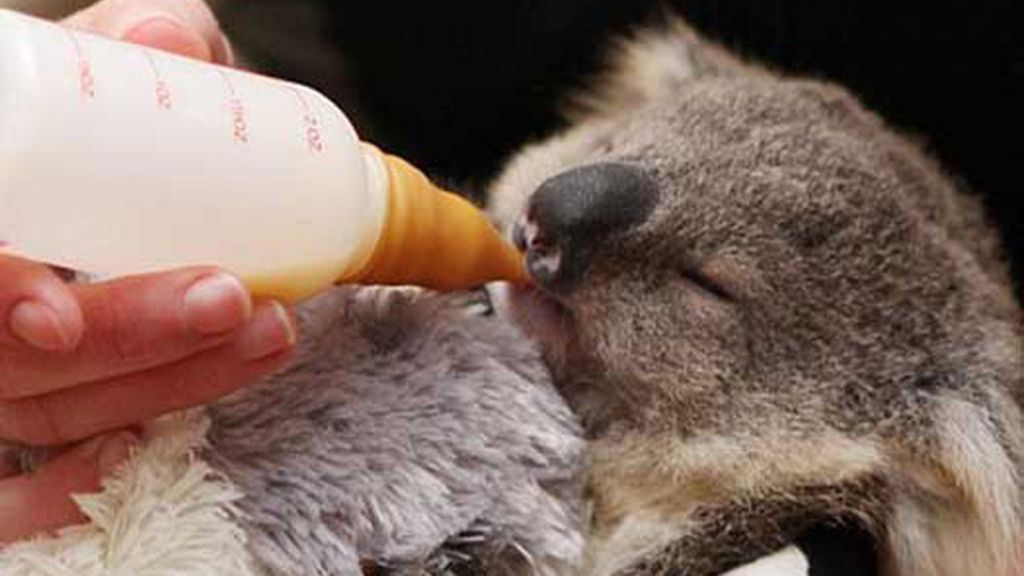 Un adorable koala celebra su primer cumpleaños
