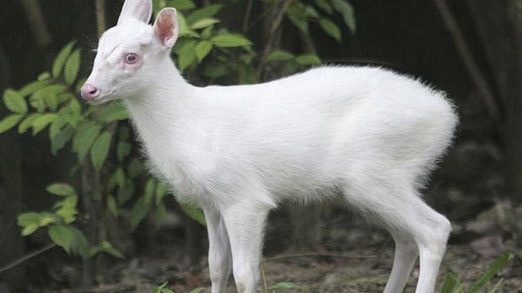 El albinismo en el mundo animal