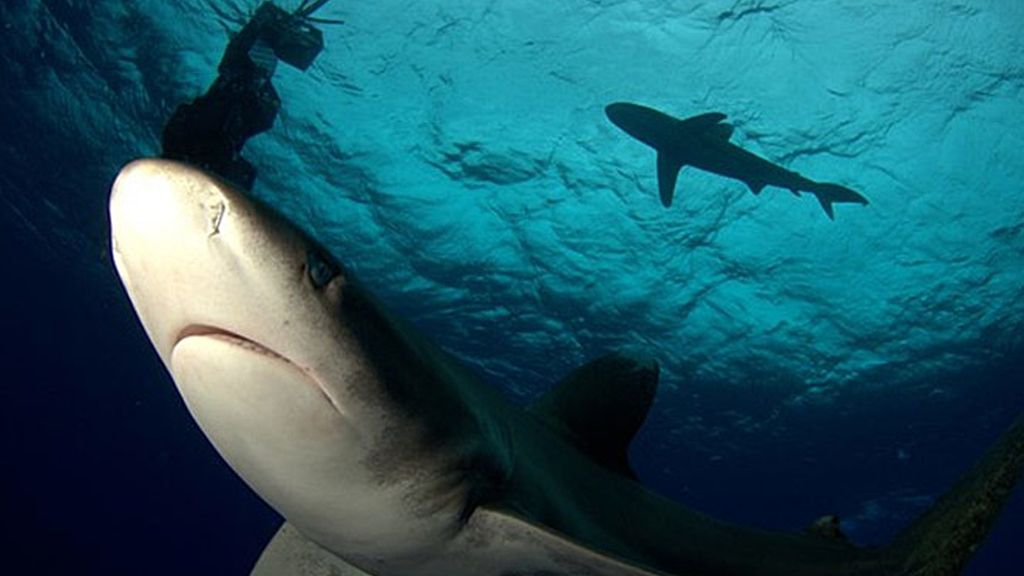 Cita con el tiburón oceánico: ¡Desafío conseguido!
