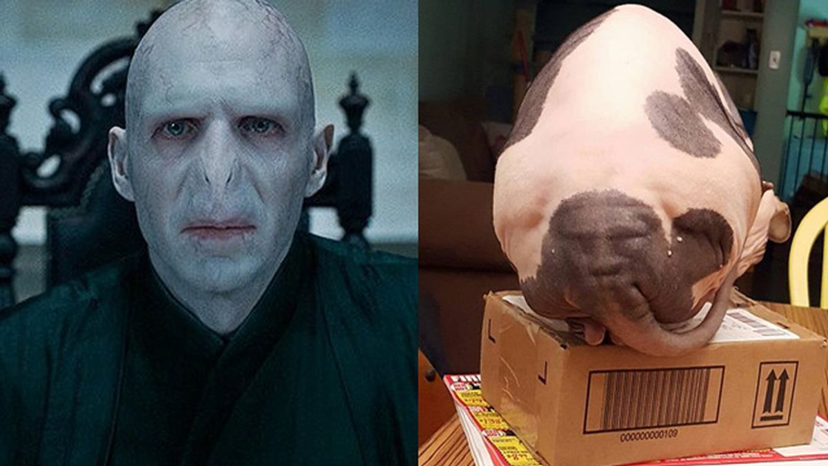 ¿Voldemort o culo de gato?
