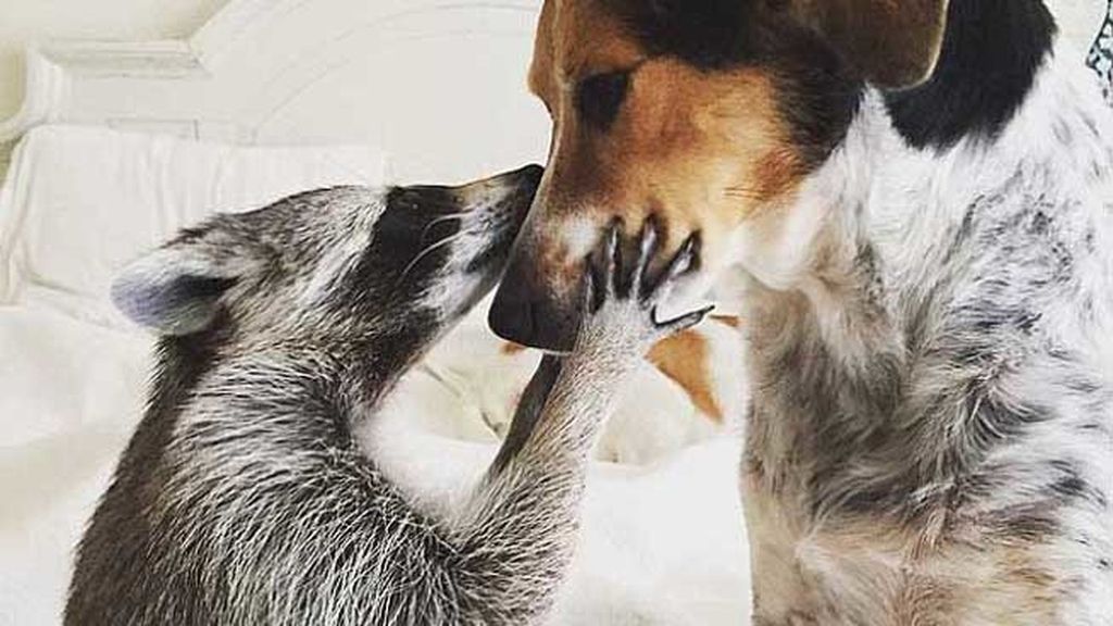 Pumpkin, el mapache que se cree un perro