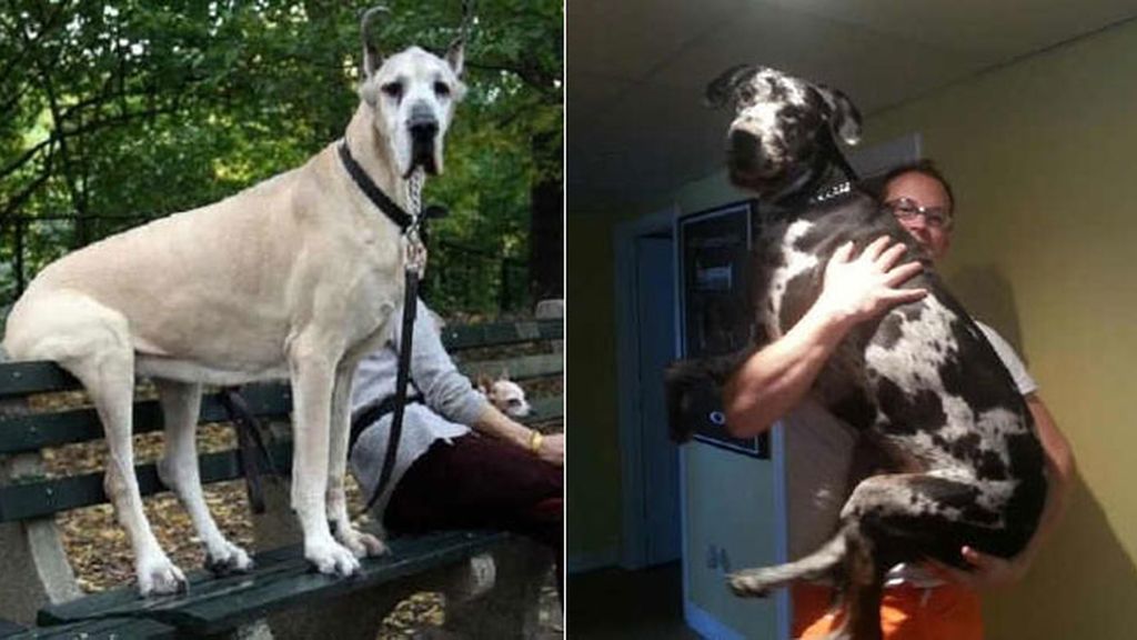 Los perros XXL más famosos de Internet