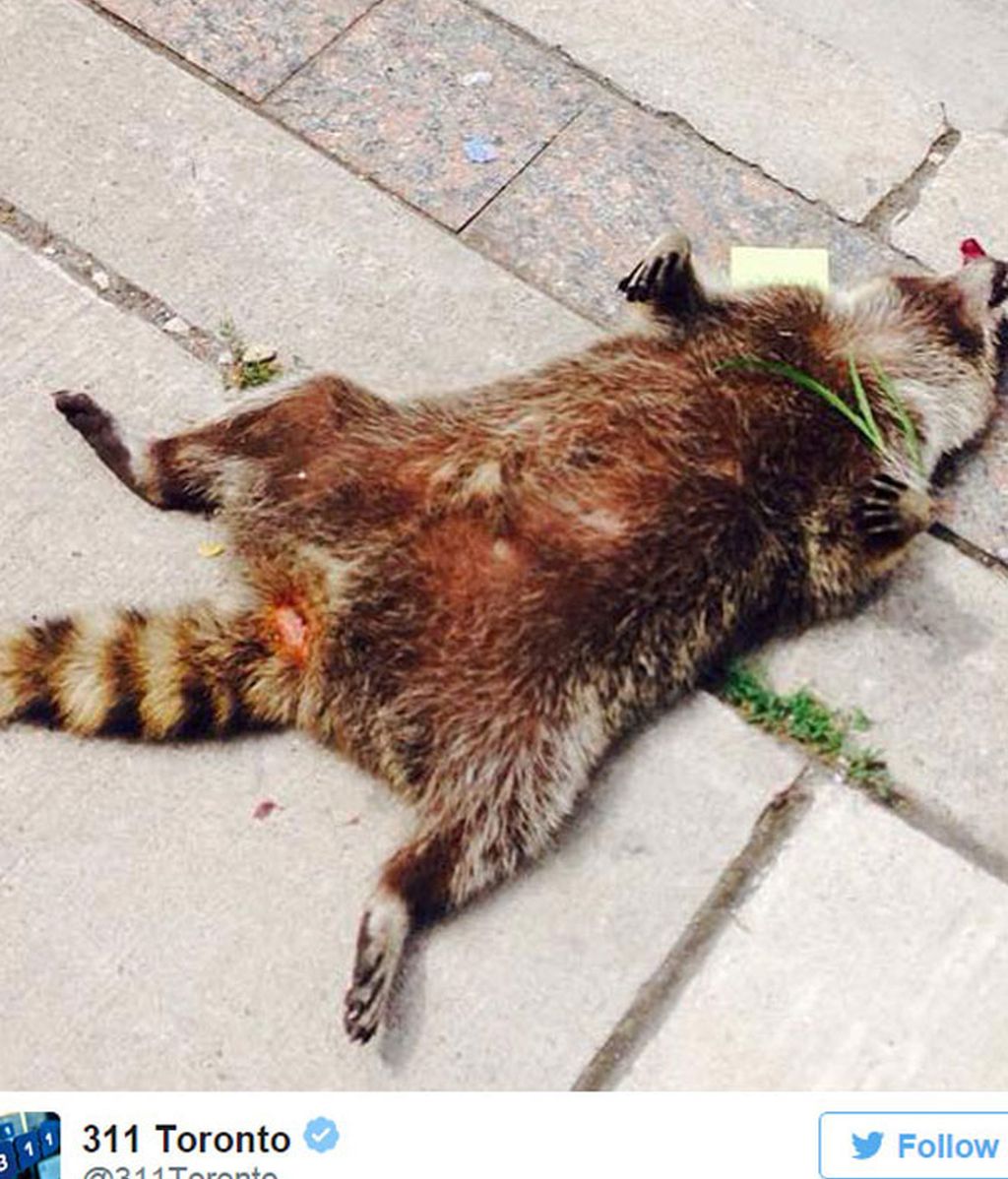 Toronto se vuelva con un animal muerto