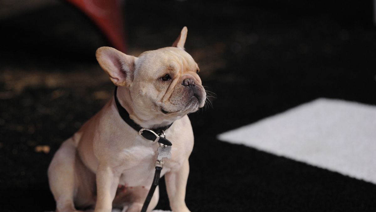 Un perro de raza Bulldog Francés