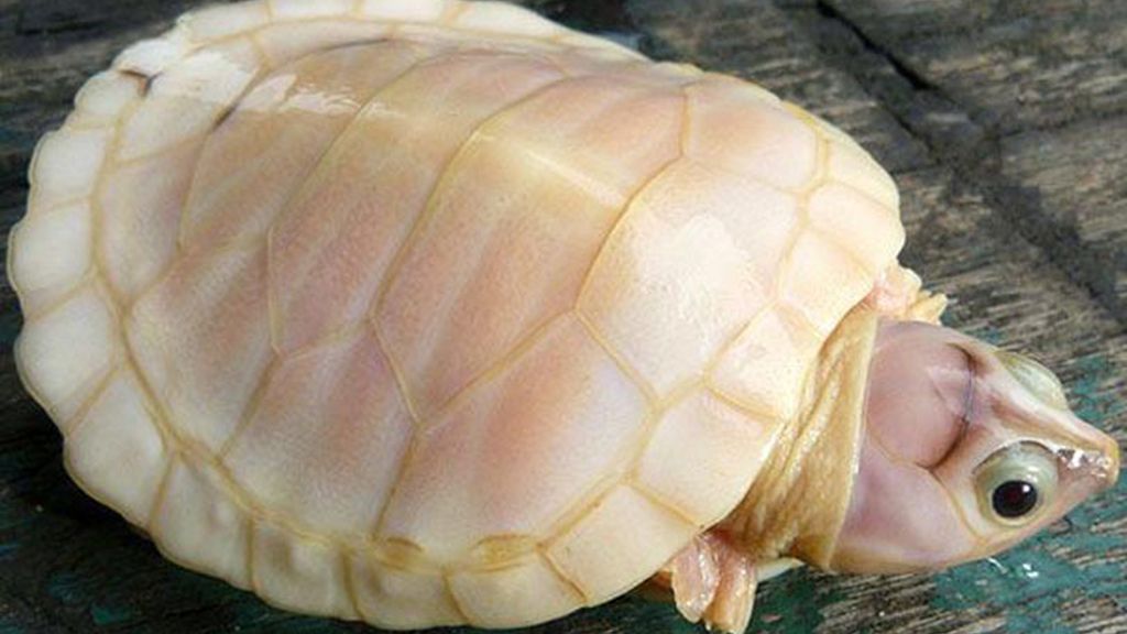 El albinismo en el mundo animal