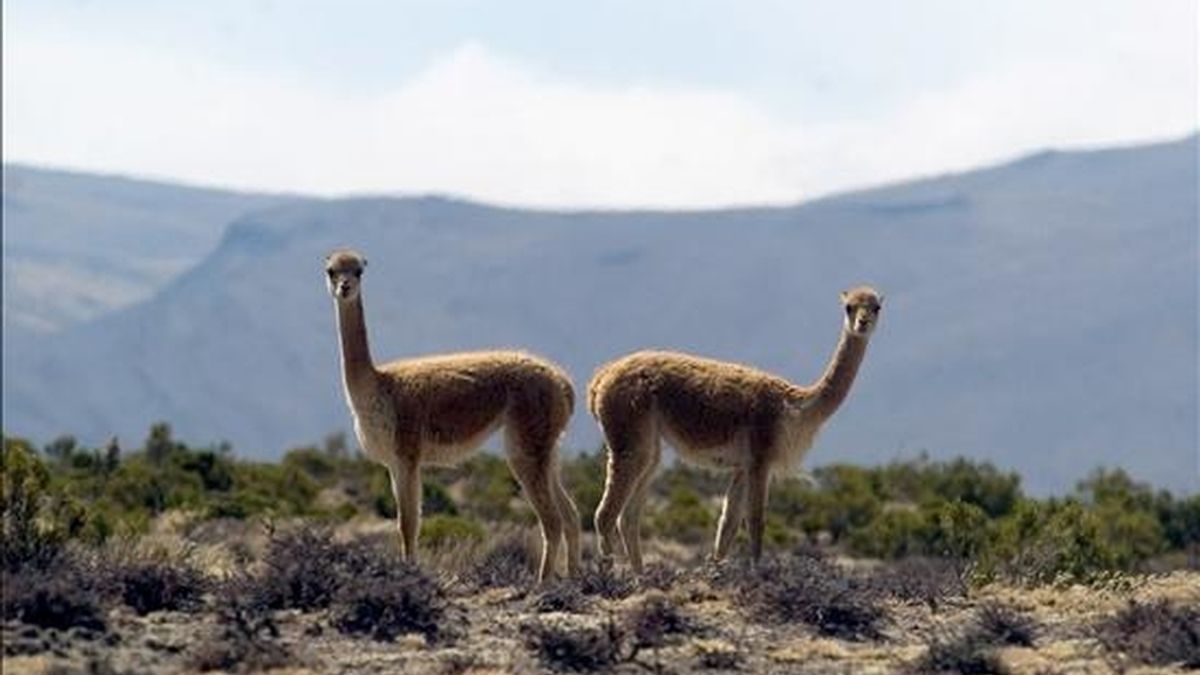 La matanza de las vicuñas se produjo en plena época de esquila de estos camélidos, que en las comunidades andinas peruanas se realiza mediante un ritual prehispánico conocido como el "chaccu". EFE/Archivo