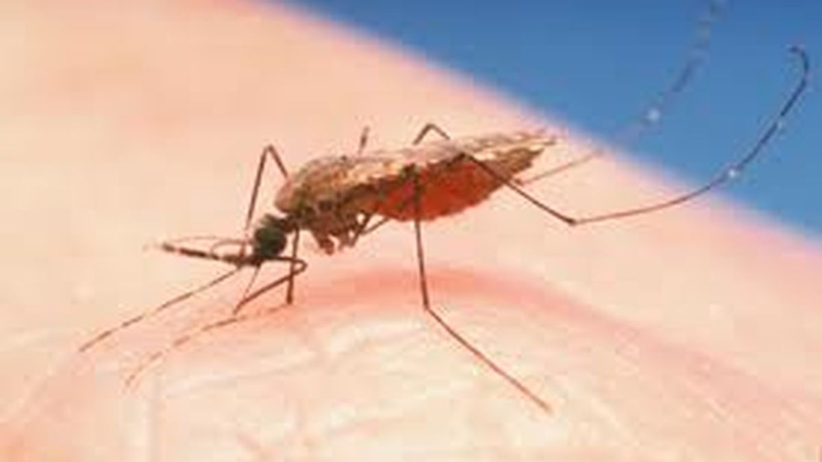 mosquito, malaria