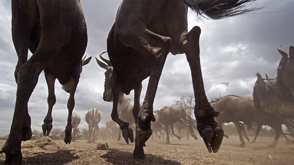 Increíbles imágenes del mundo salvaje
