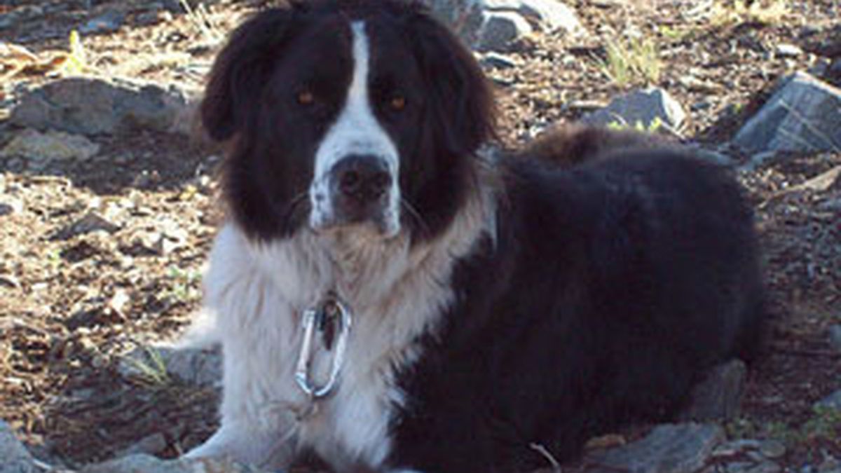 El hombre multado tenía un perro Border Collie.