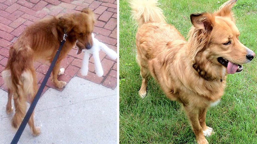 Perros antes y después de ser rescatados