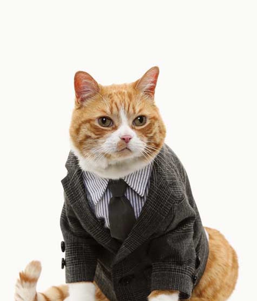 El lado más 'fashion' de los gatos El lado más 'fashion' de los gatos