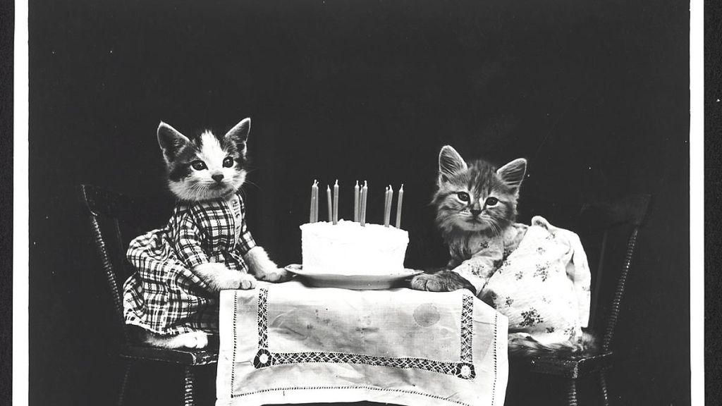 A estos gatitos les falta hablar