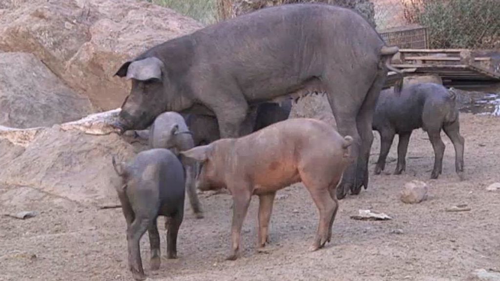 Callejeros se adentra en la barriada de 'San Lázaro'