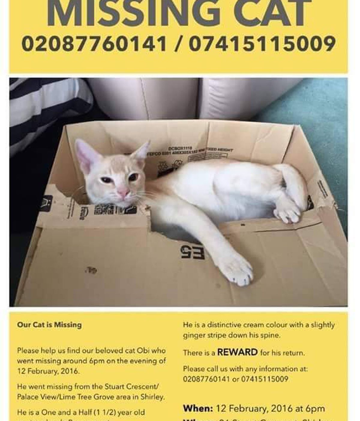 Cartel de un gato desaparecido en Londres Cartel de un gato desaparecido en Londres