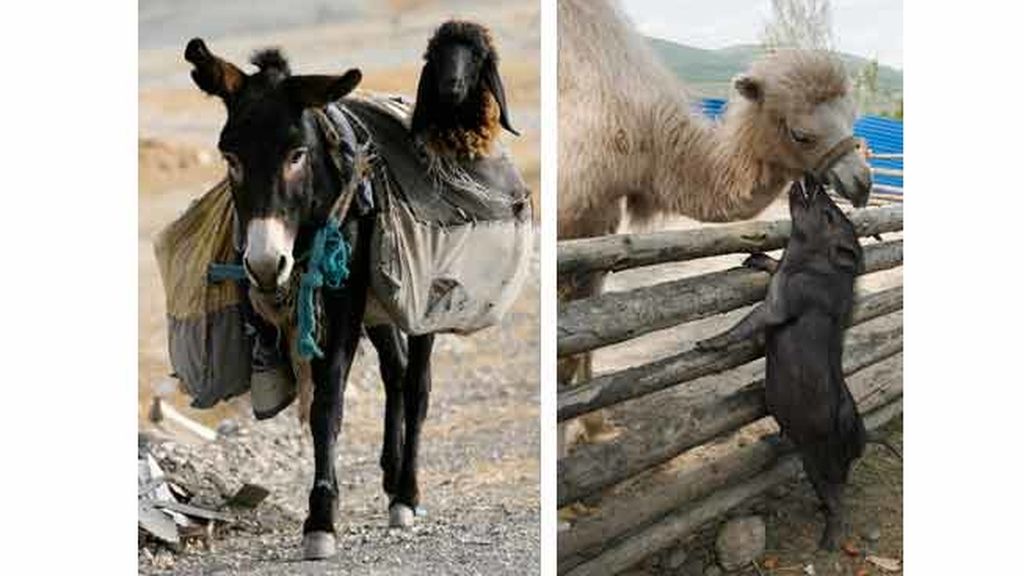 Cariño animal