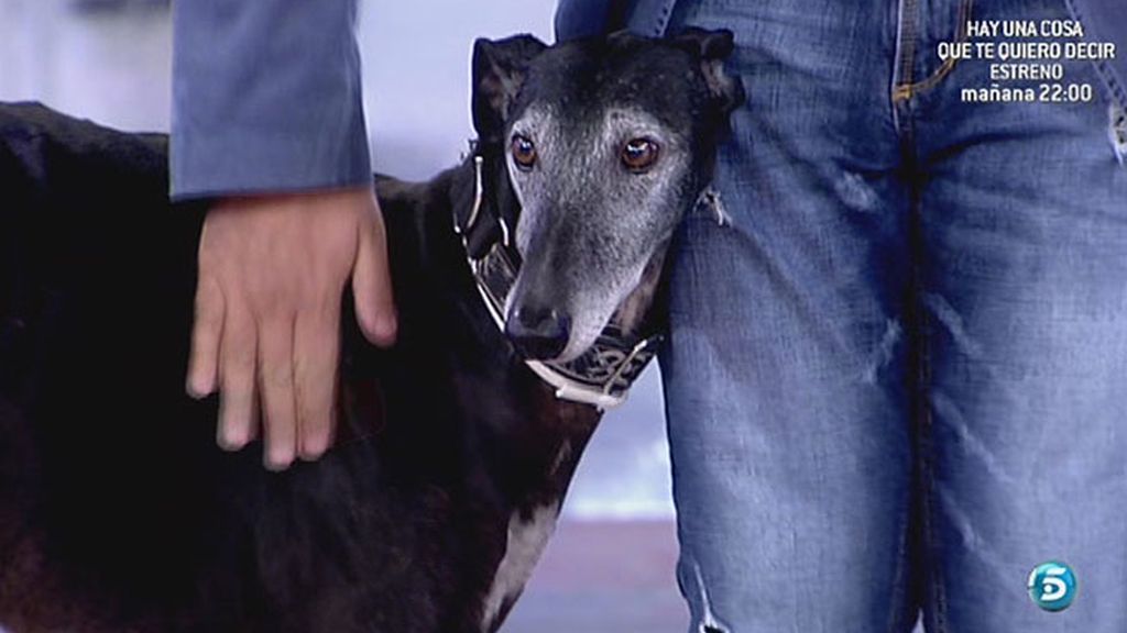 Sálvame denuncia el maltrato a los animales
