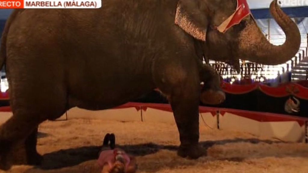 Marina se tumba bajo un elefante