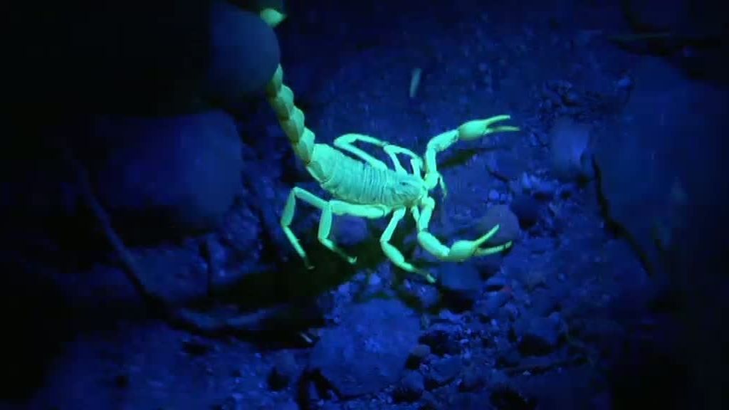 La selva en casa, Programa 4