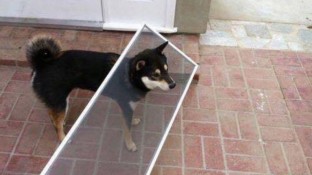 Las ocurrencias de estos animales no tienen límites