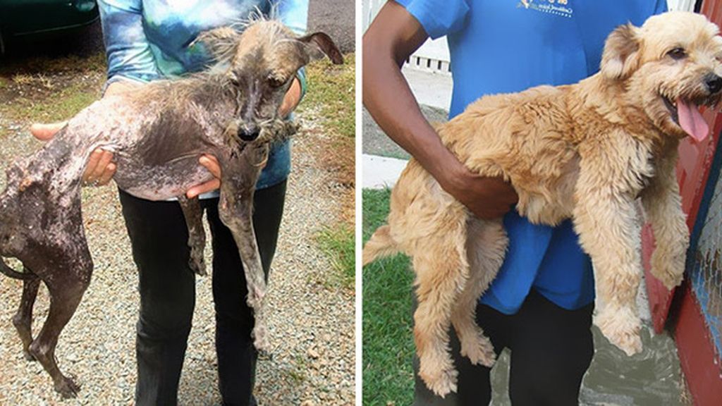 Perros antes y después de ser rescatados