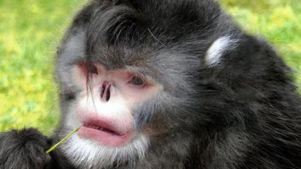 Mono de nariz 'chata'