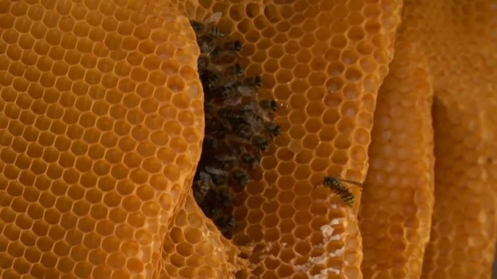 La selva en casa, Programa 4