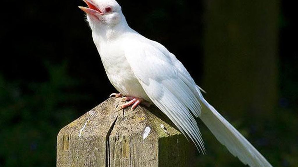 El albinismo en el mundo animal