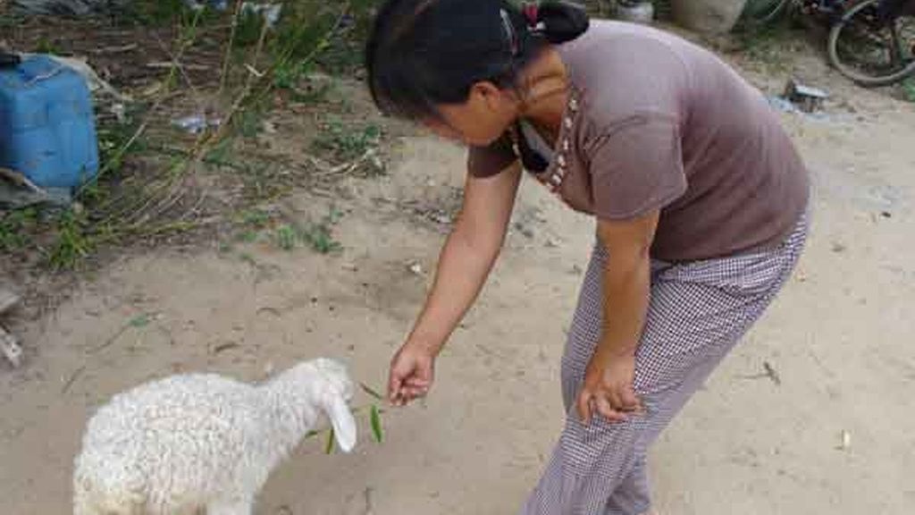 La oveja china con dos patas