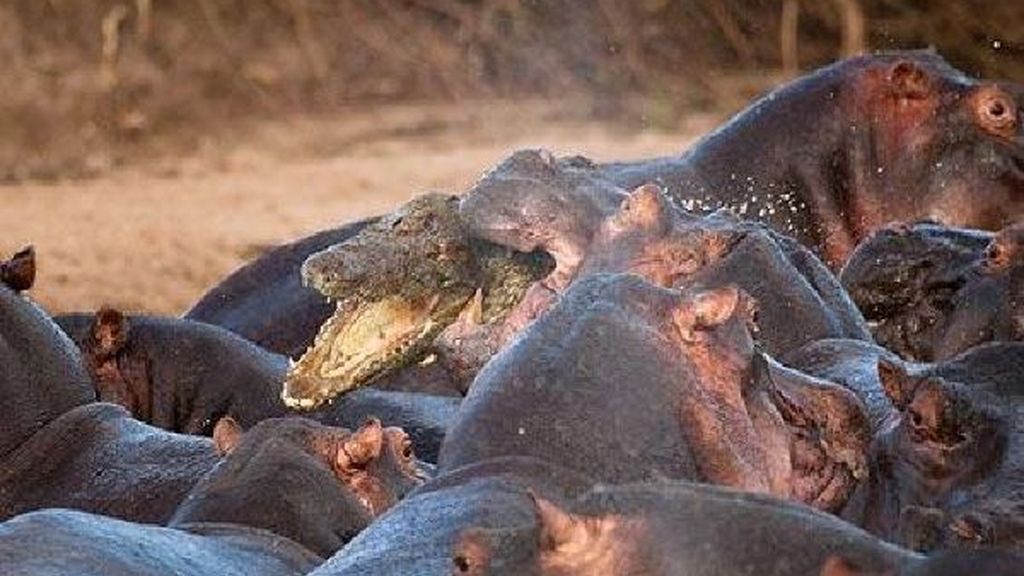 Los hipopótamos acaban delante de la cámara con un cocodrilo