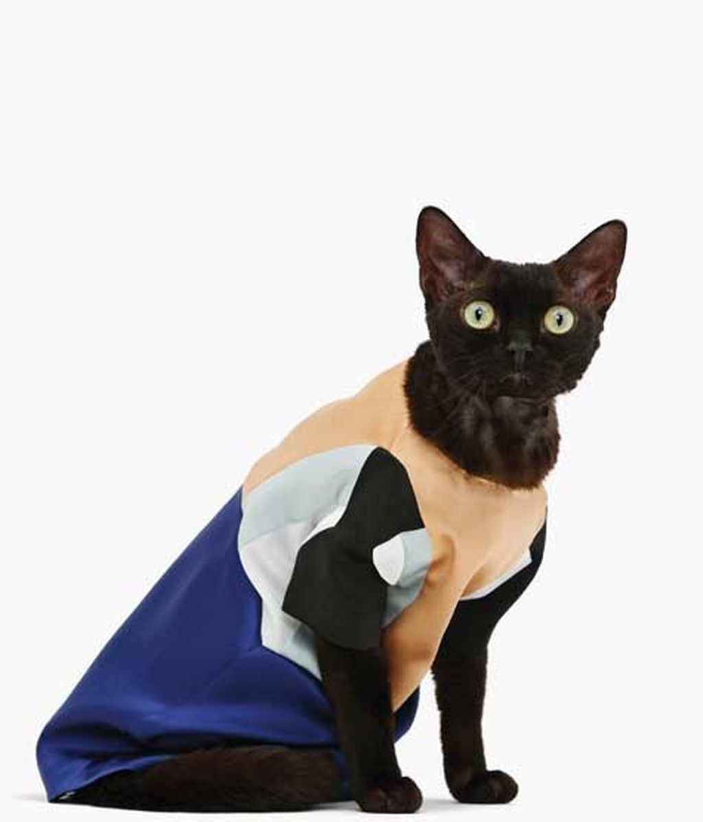 El lado más 'fashion' de los gatos
