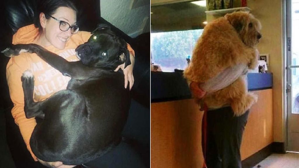 Los perros XXL más famosos de Internet