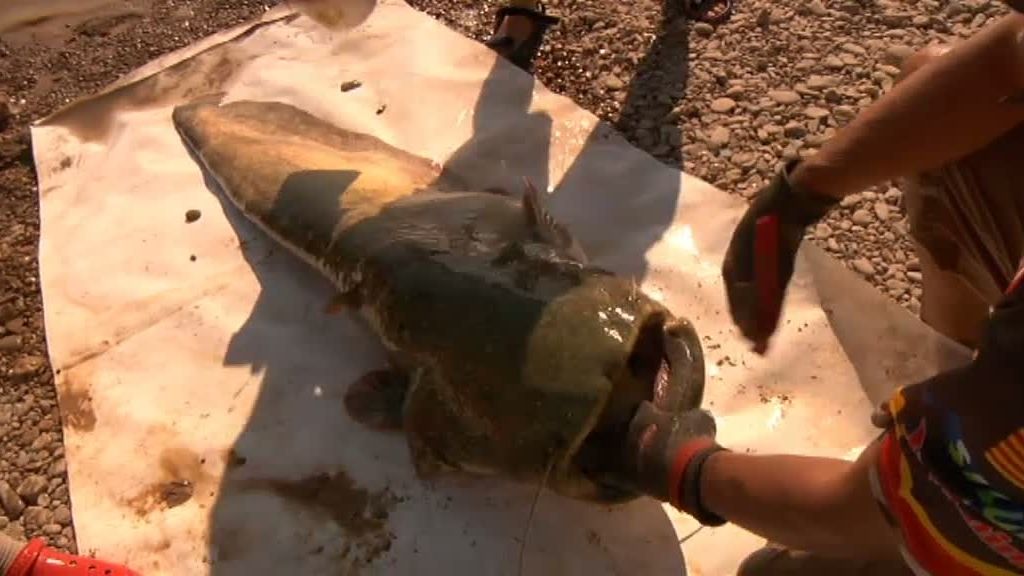 Frank pesca un siluro