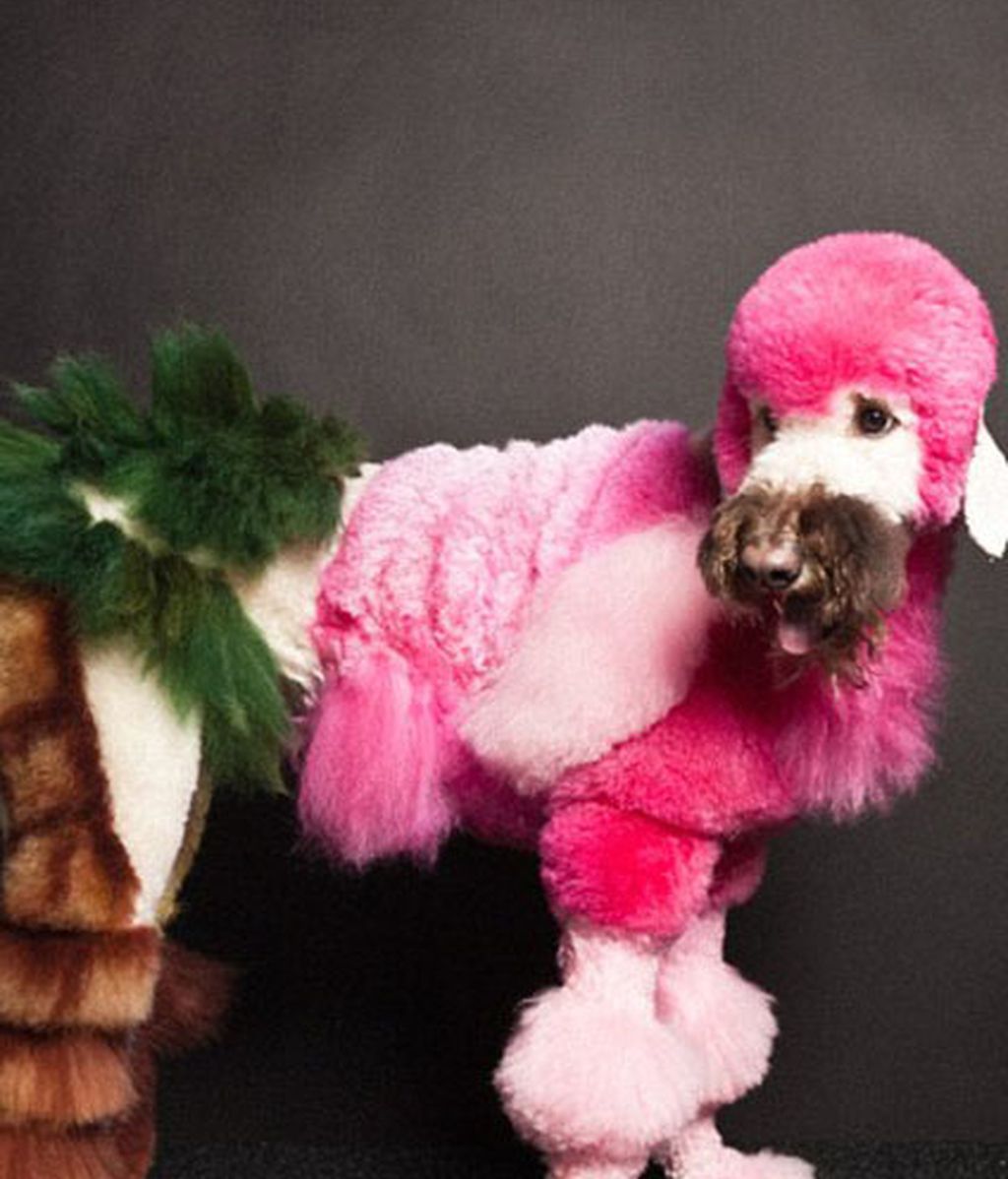 Creatividad desatada: Perros con transformaciones extremas