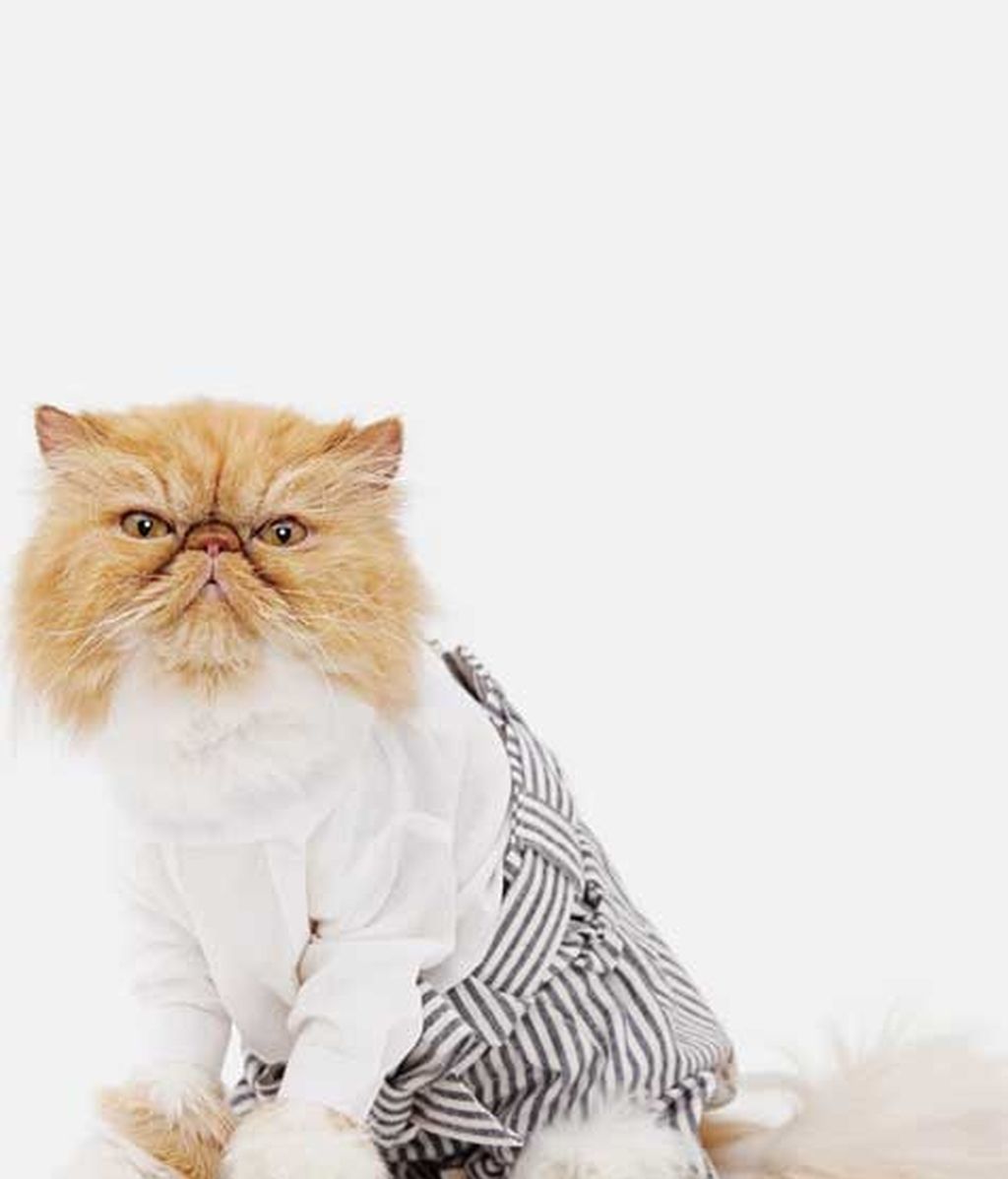 El lado más 'fashion' de los gatos