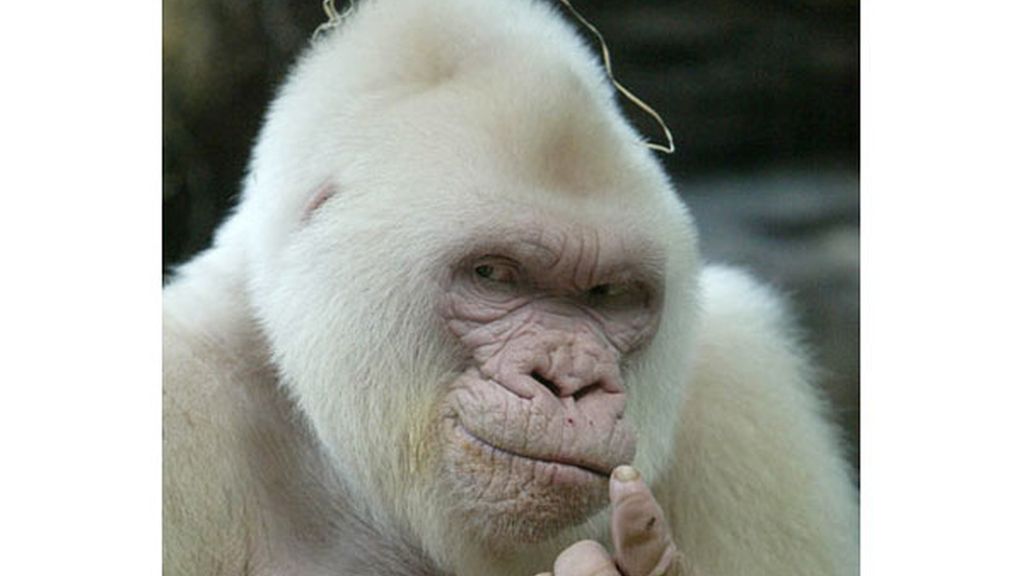 El albinismo en el mundo animal