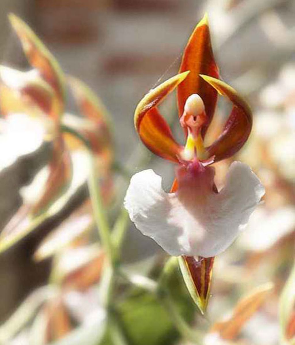 Formas que se esconden en flores