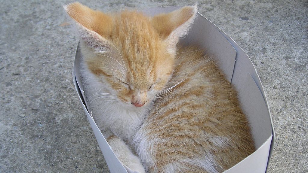 Estos gatos se niegan a aceptar que su caja es demasiado pequeña