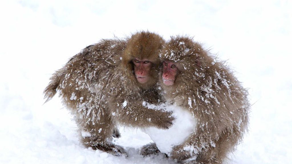 Los monos también juegan con la nieve