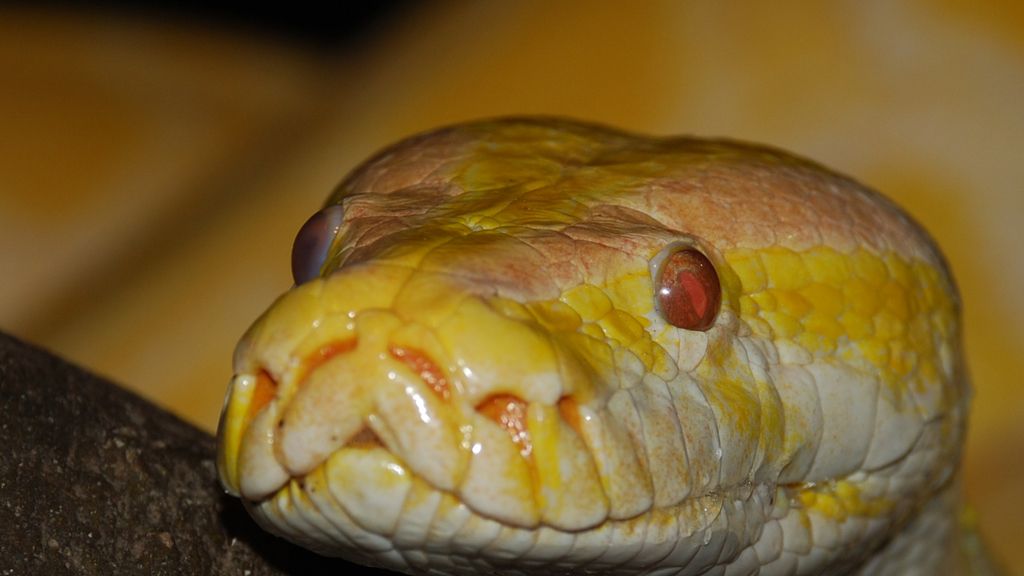 Serpiente pithon de 'Killer karaoke' (foto sólo autorizada para promocionar el programa)