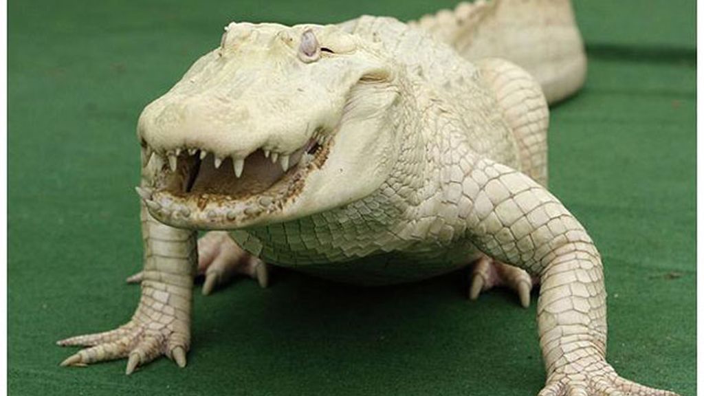 El albinismo en el mundo animal